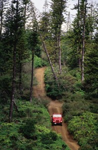 Munro Trail, Lanai