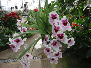 Orchid at Akatsuka Orchid Farm